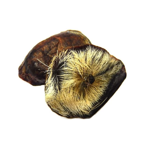 Edenolide