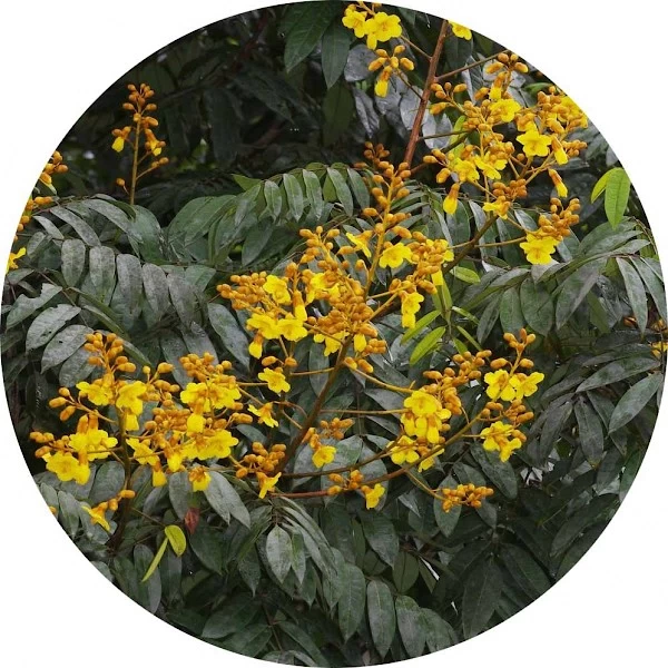 Árbol wakapú