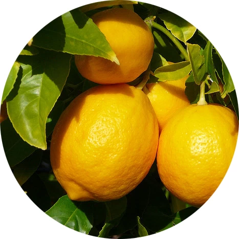 Limonero