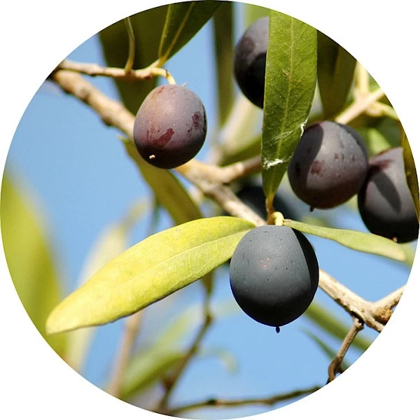 Olivo