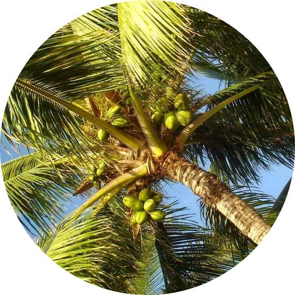 Palmera cocotera
