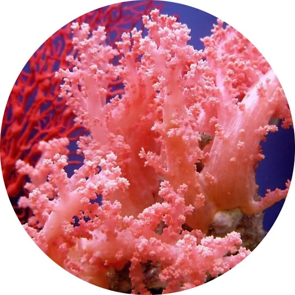 Coral