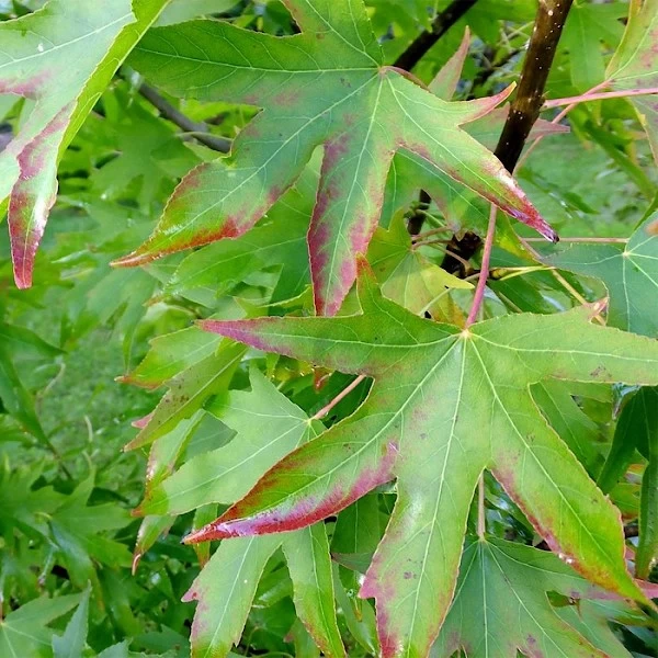 Liquidambar