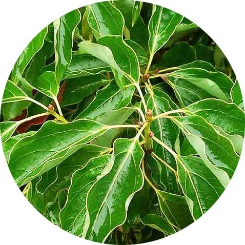 Alcanfor