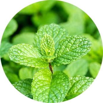 Menta Picante