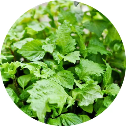 Shiso