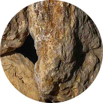 Boswellia serrata