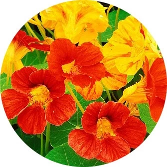Capuchina