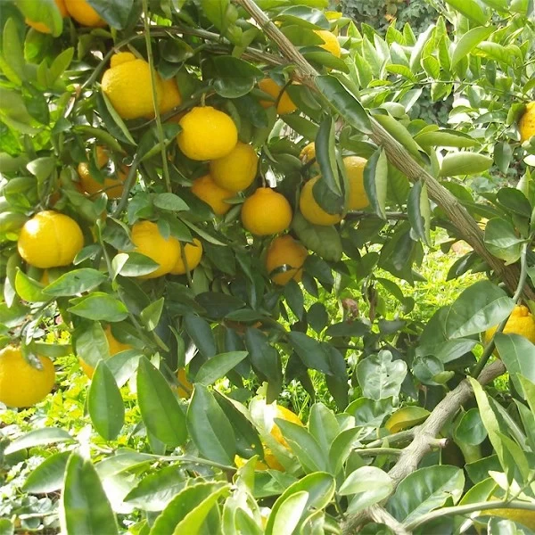 Sorbete de pomelo