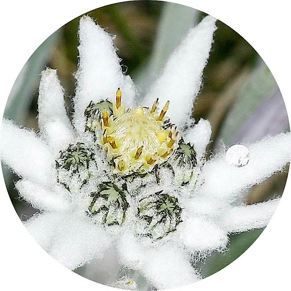 Edelweiss