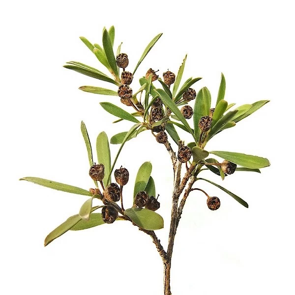 Kunzea