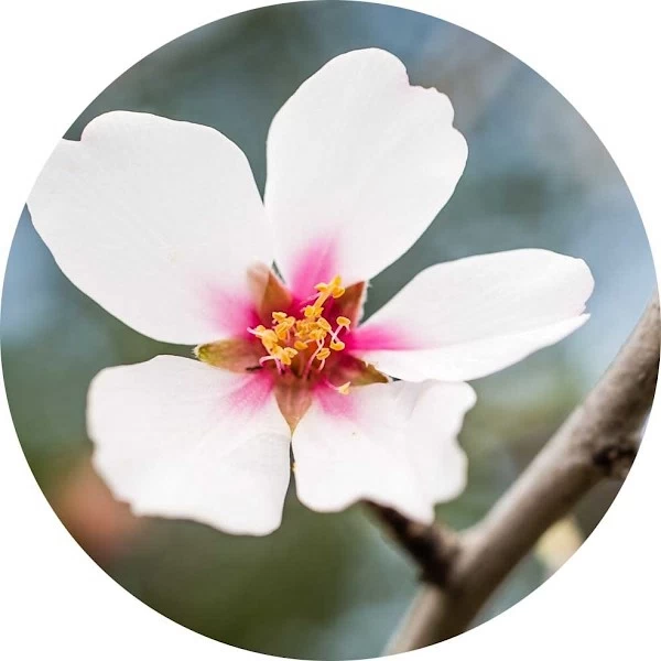 Flor de almendro
