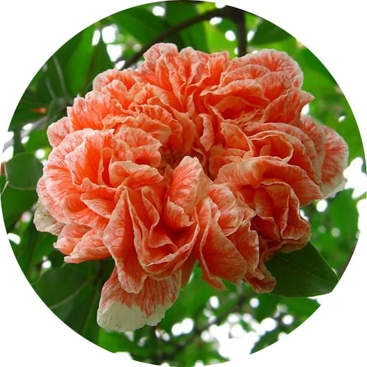 Flor de granada
