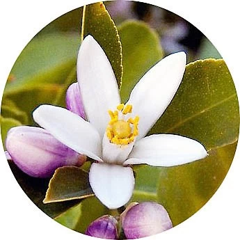 Flor de limón