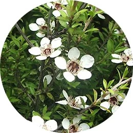 Flor del árbol del té