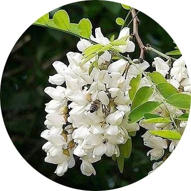 Acacia