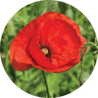 Amapola