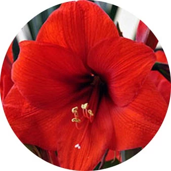 Amarilis