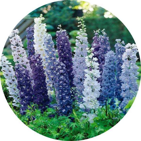 Delphinium