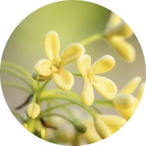 Flor de olivo