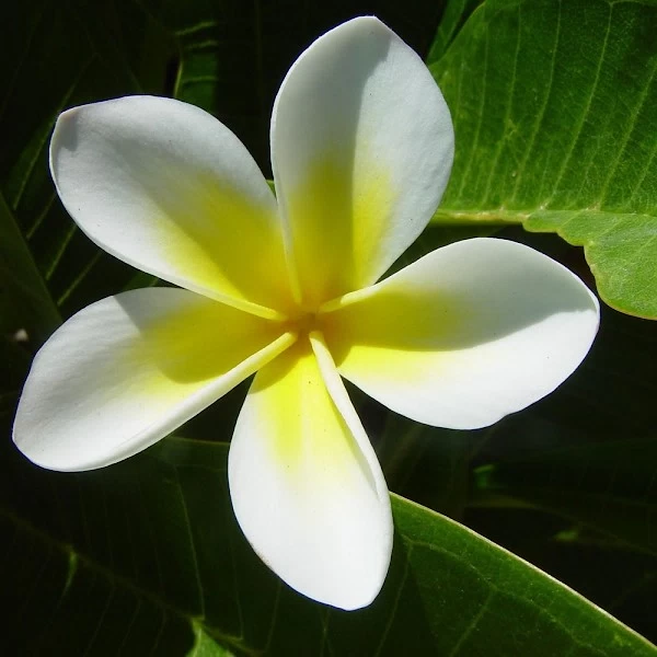 Frangipani