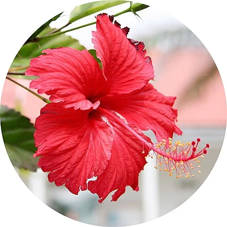 Hibisco