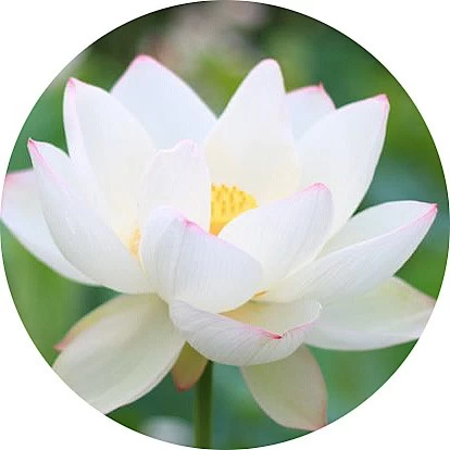Loto blanco