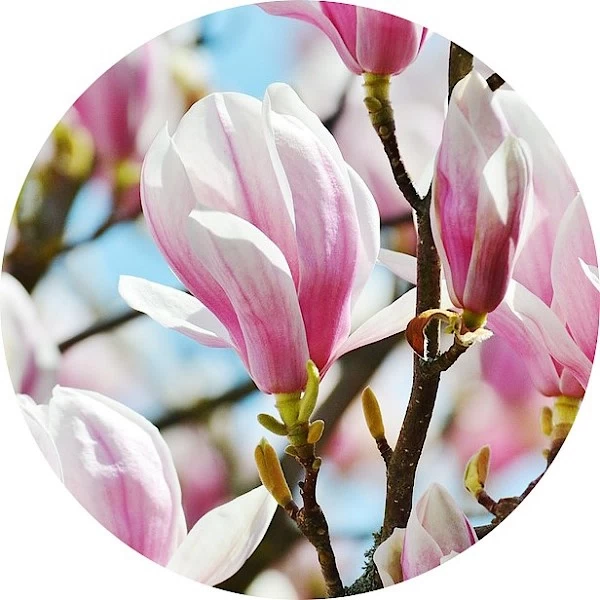 Magnolia