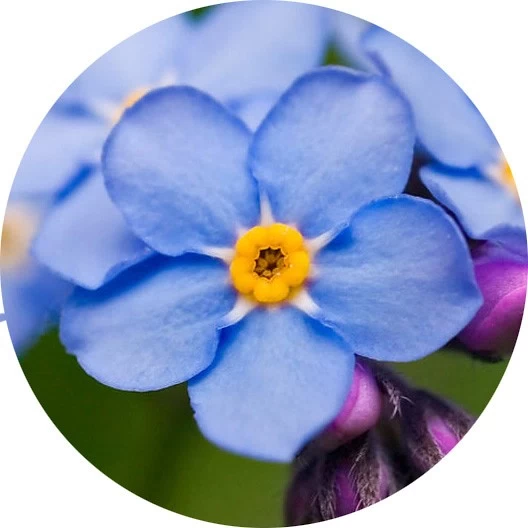 Myosotis