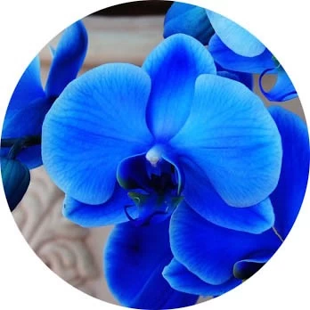 Orquídea azul