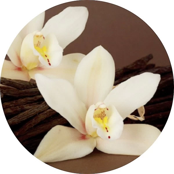 Orquídea de vainilla