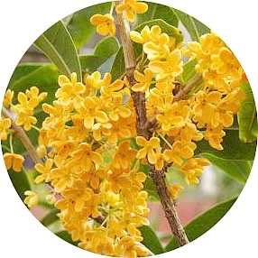 Osmanthus
