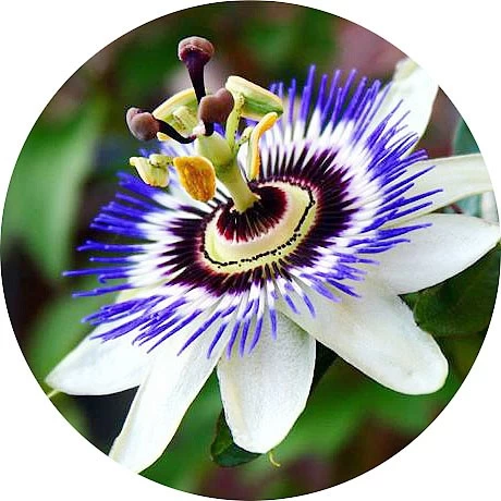 Pasiflora