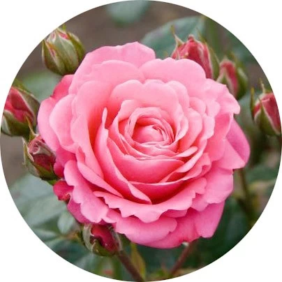 Rosa