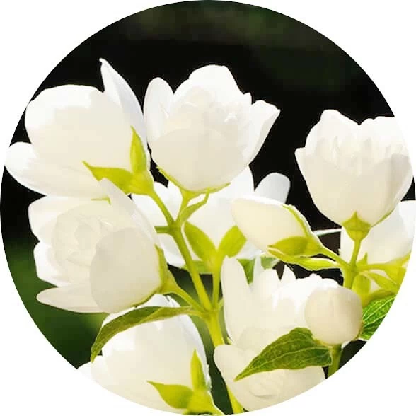 Jazmín grandiflorum
