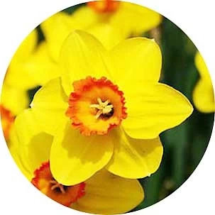 Narciso