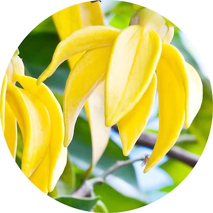 Ylang-ylang
