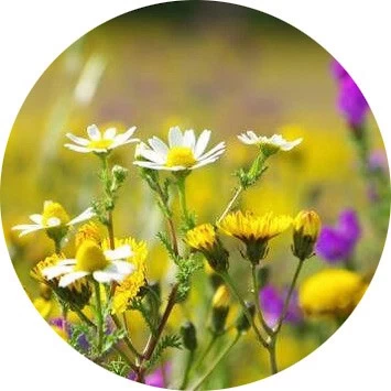Flores del campo