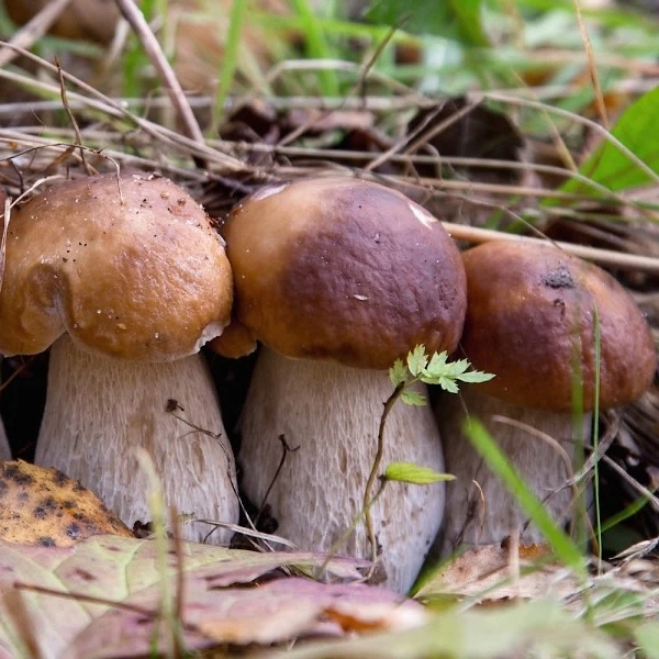 Acorde de hongos