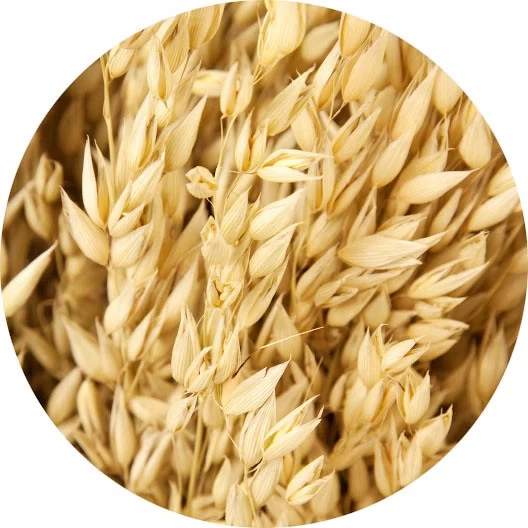 Avena
