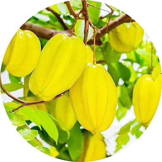 Carambola
