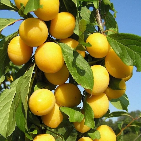 Ciruela cereza