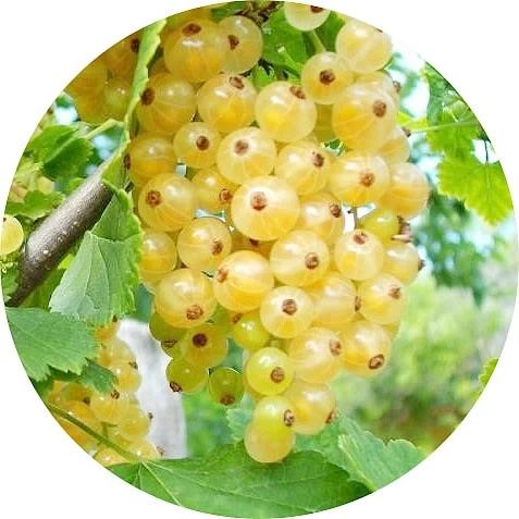 Grosella blanca
