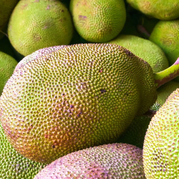 Jackfruit