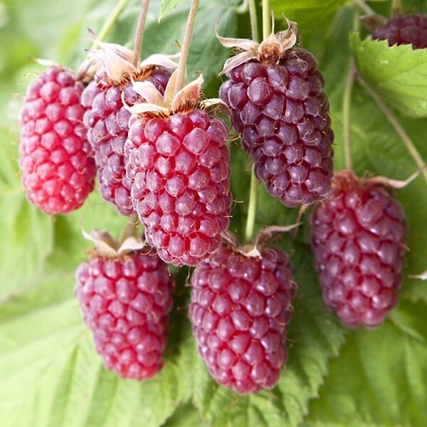 Loganberry