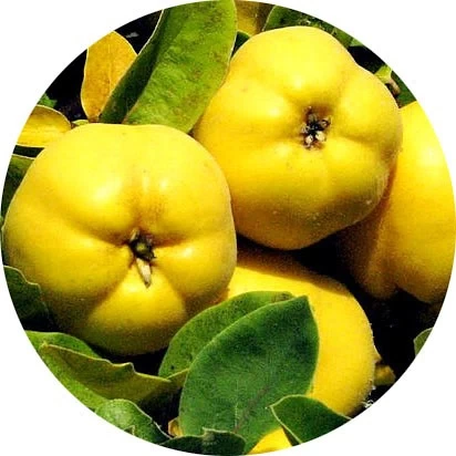 Membrillo