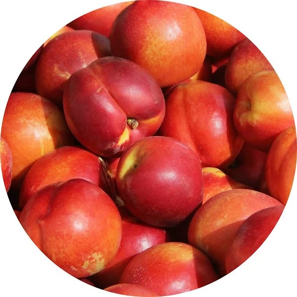 Nectarina
