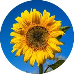 Girasol