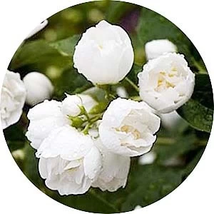 Philadelphus