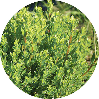 Agathosma